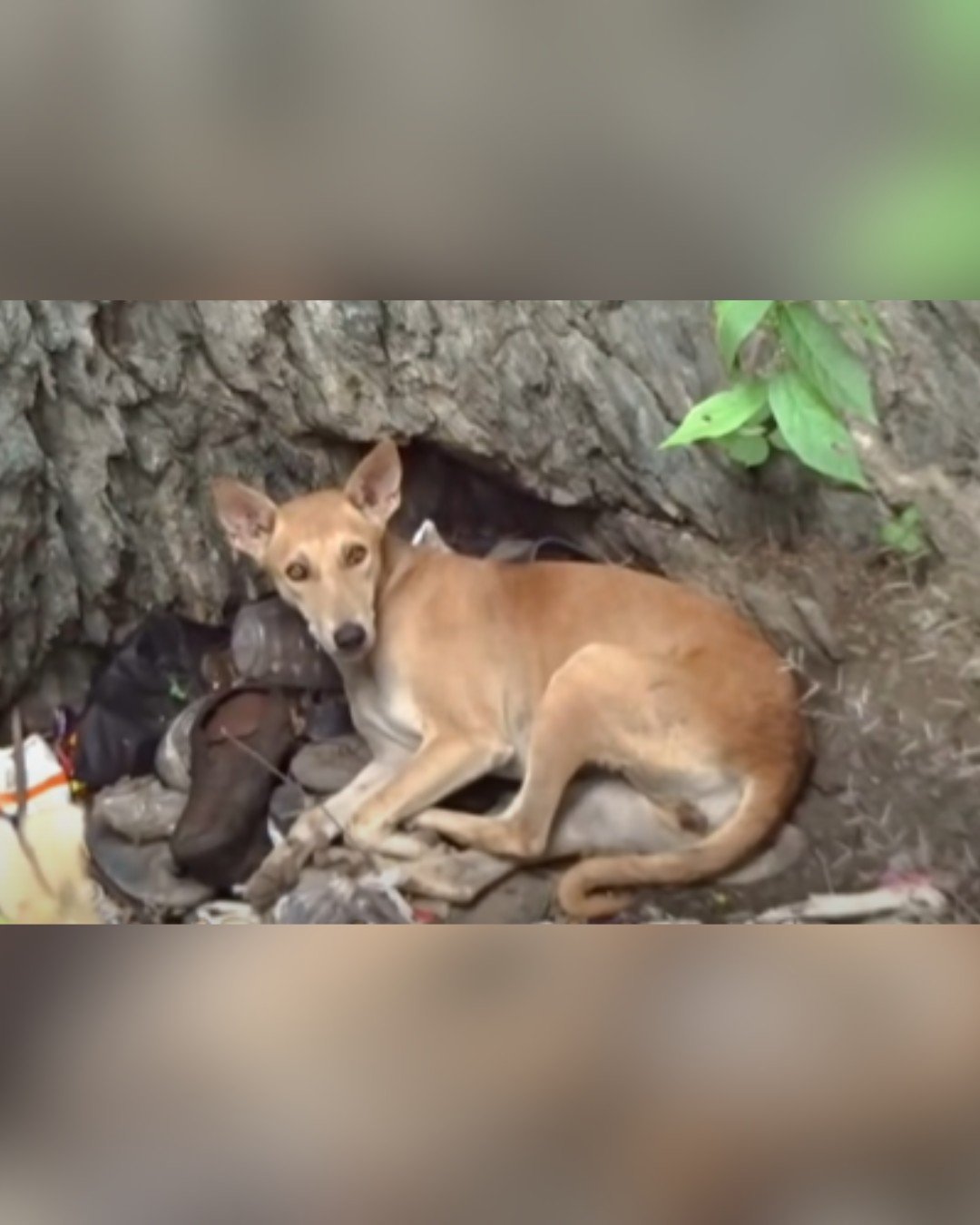 Wounded dog found hiding down the well