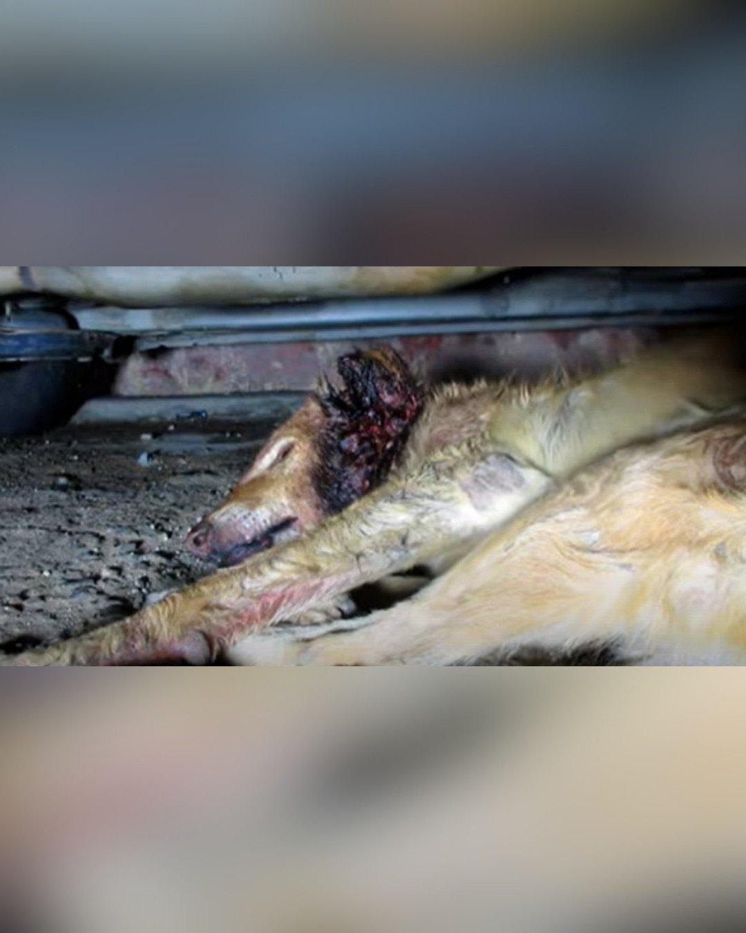Wounded dog found under a car