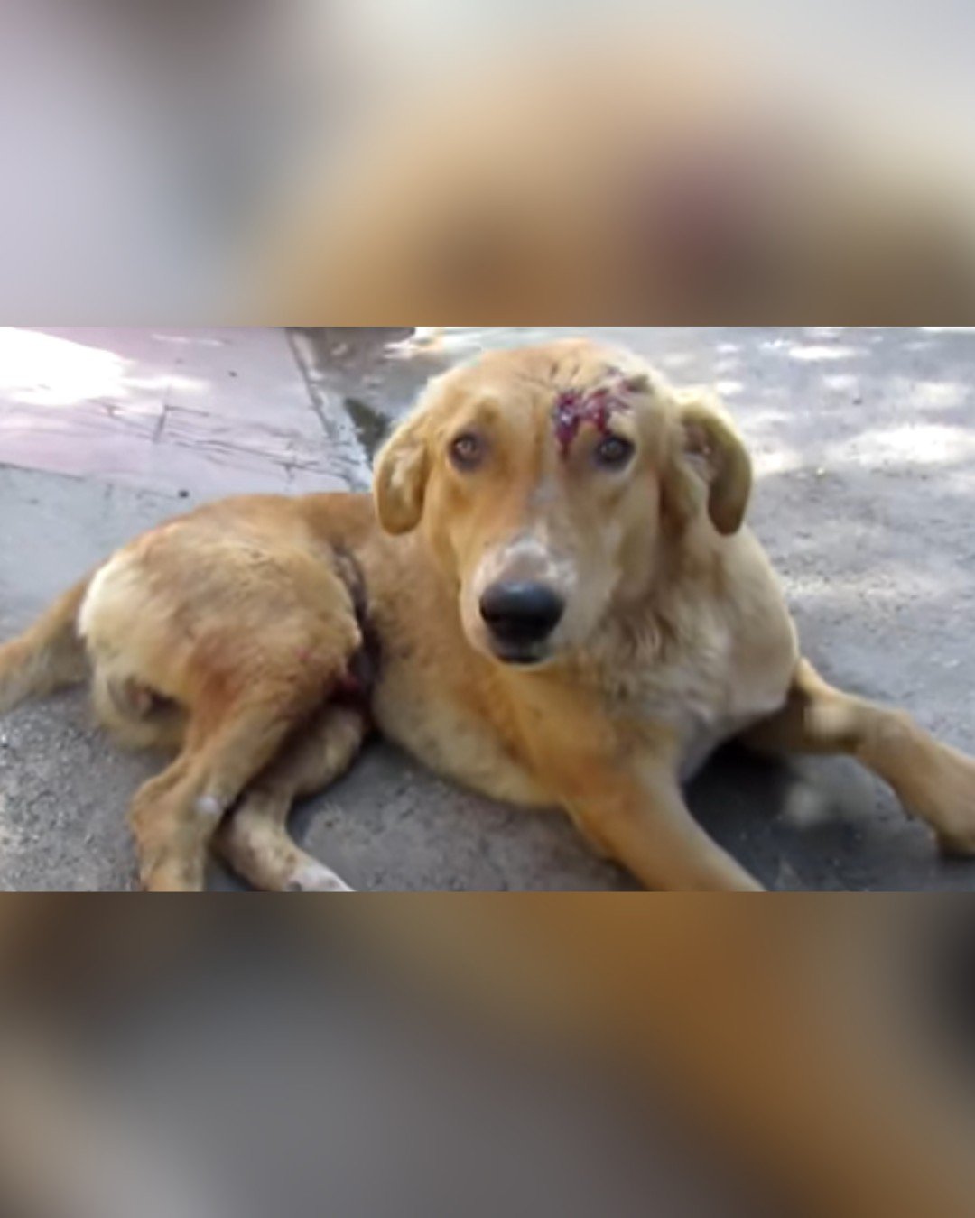 Injured dog found with deep wounds