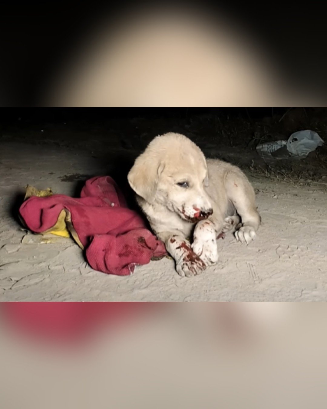 Injured dog lying on the ground at night