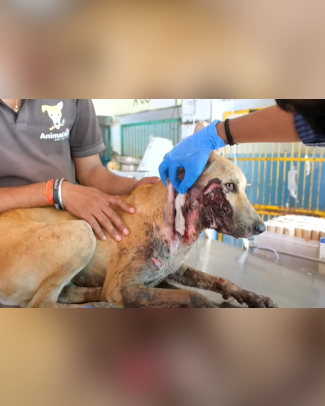 Medical Care for Wounded Dog