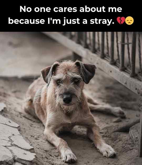 No one cares about me because I'm just a stray. 💔😞