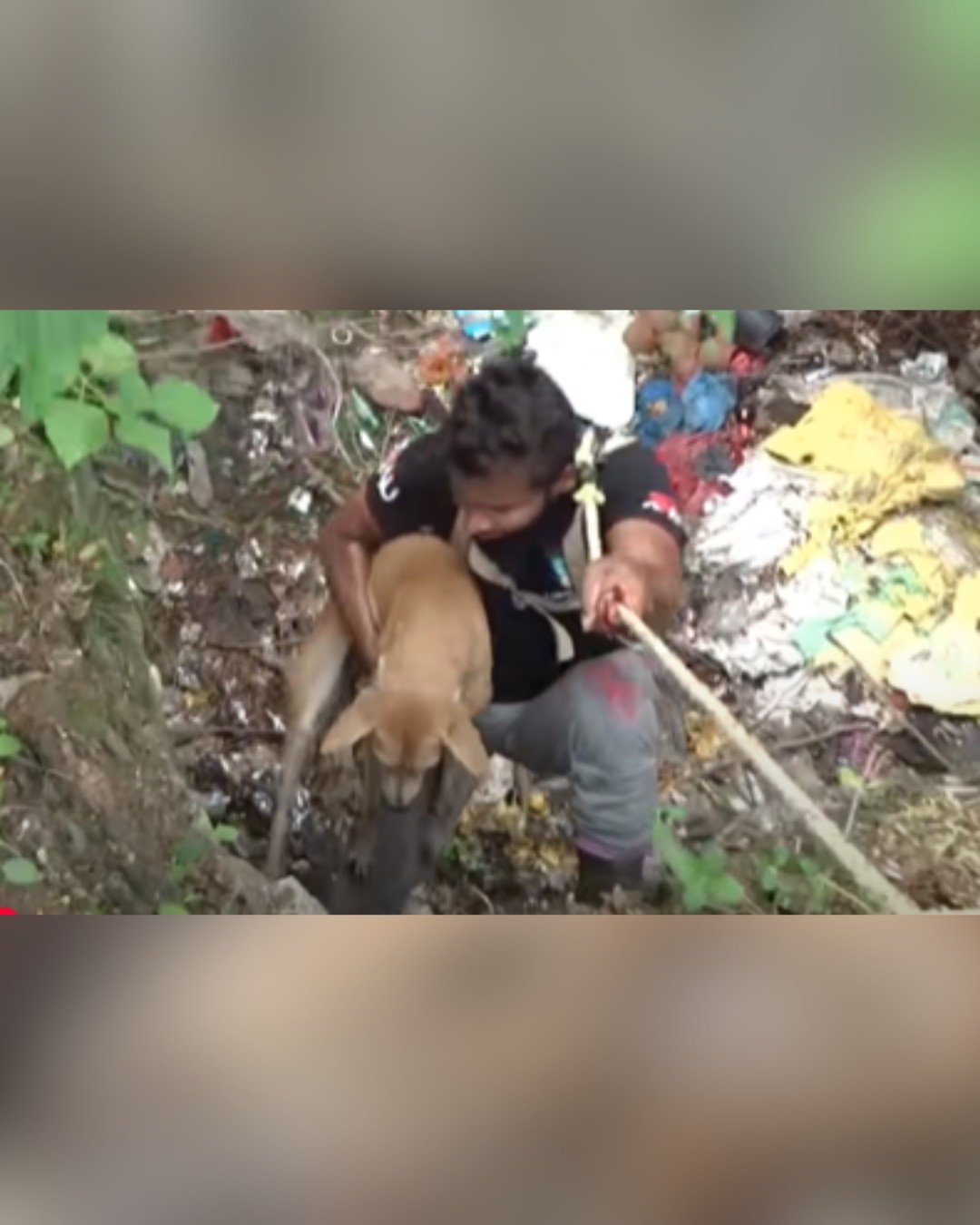 Rescue operation pulling dog to safety
