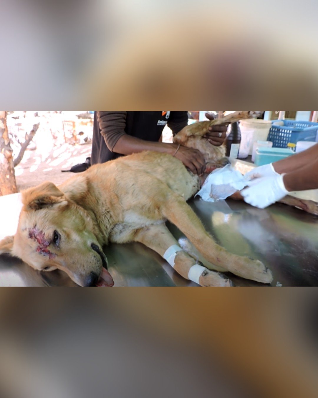 Rescue team begins treatment for wounded dog