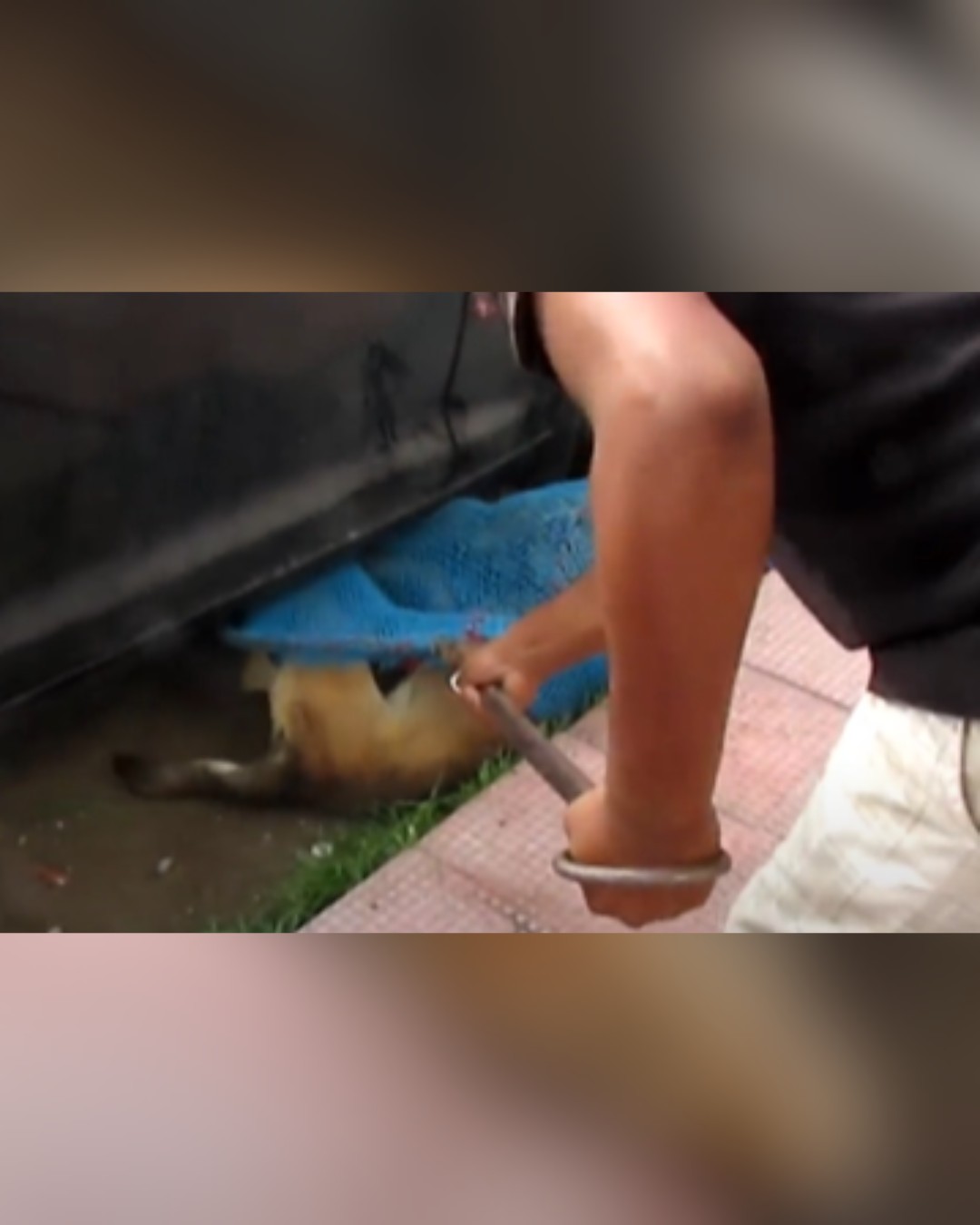 Rescue team carefully capturing dog for safety