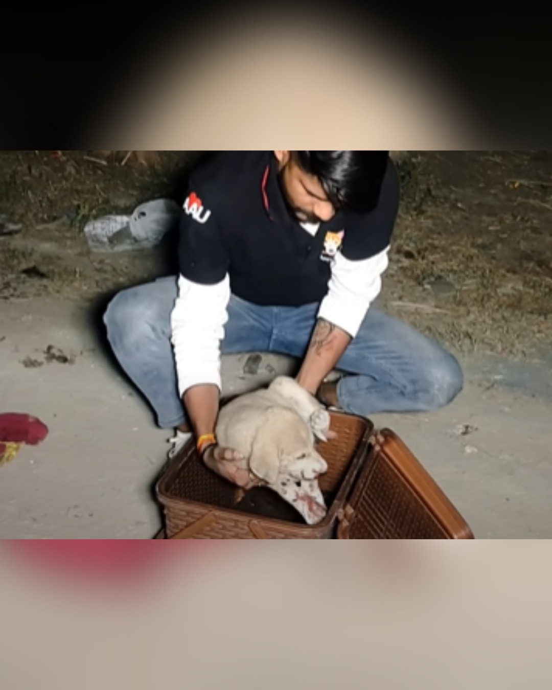 Rescue team carefully placing injured dog in a carrier