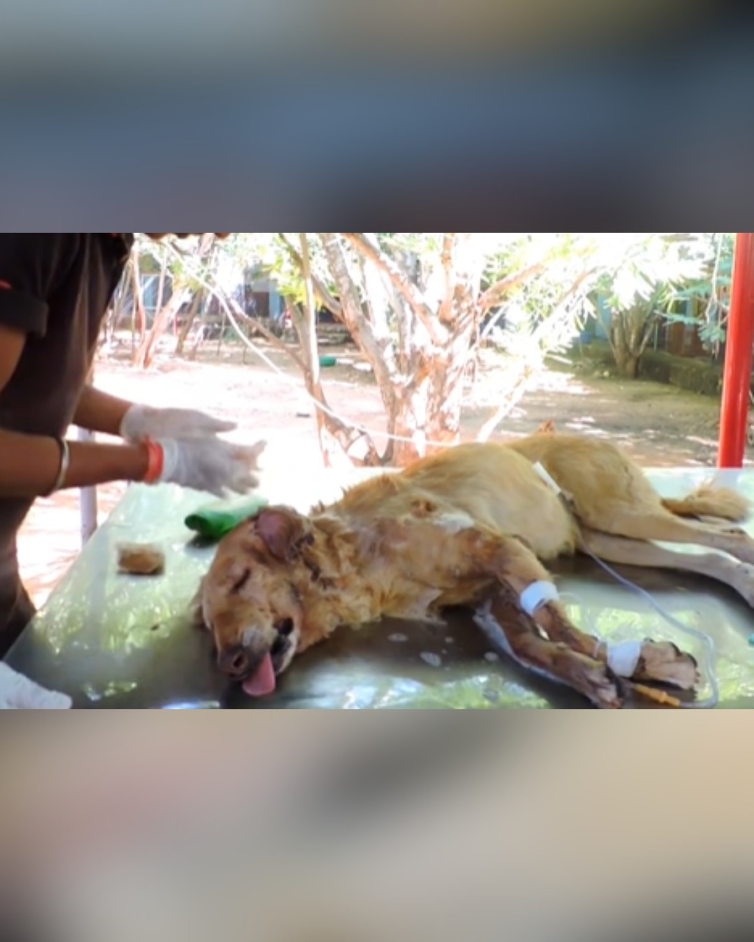Rescue team treating wounded dog