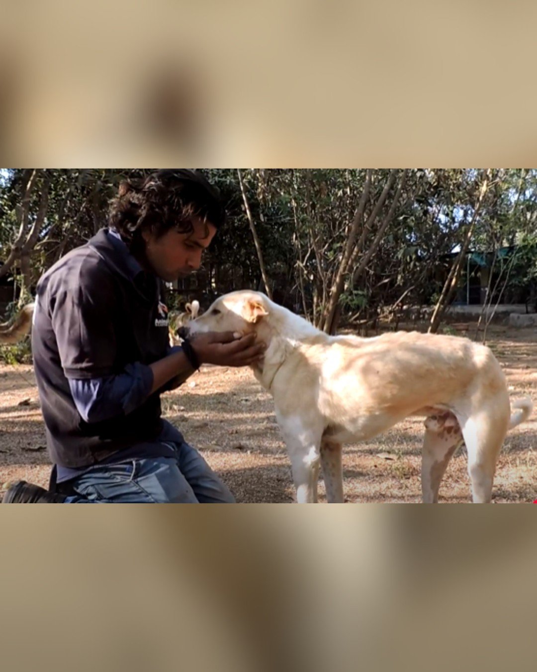 Rescued Dog Receiving Love and Attention