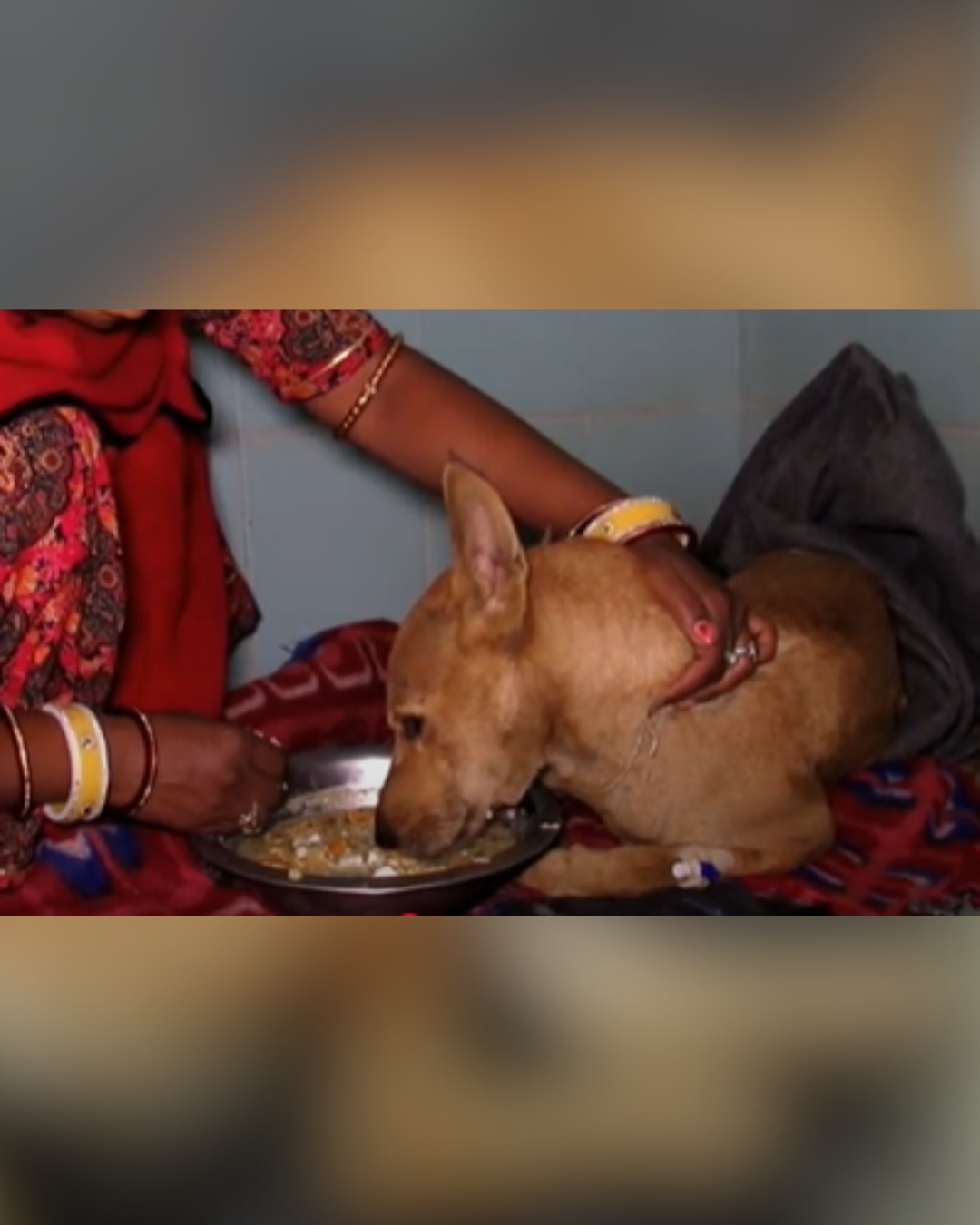 Rescued dog being fed at the shelter