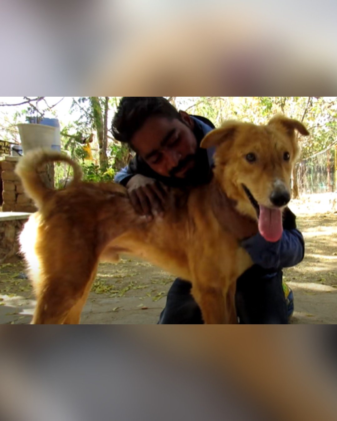 Rescued dog getting love and care