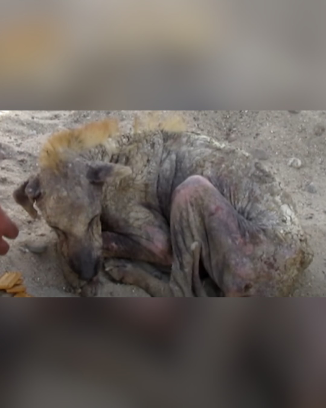 Rescued street dog in distress