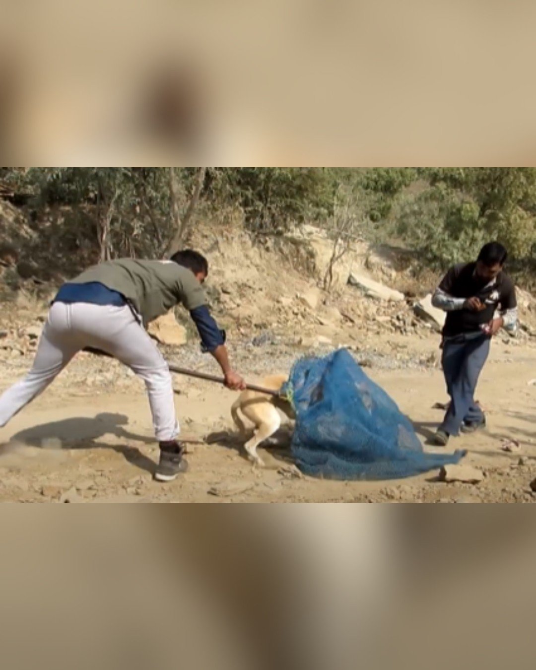 Rescuers Secure Dog with Net for Safety