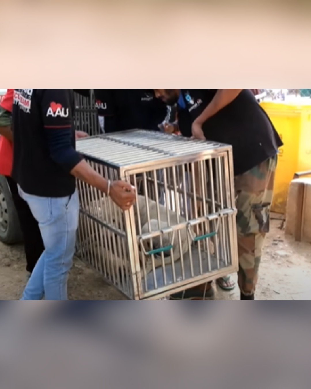 Rescuers carefully transport a wounded dog to safety