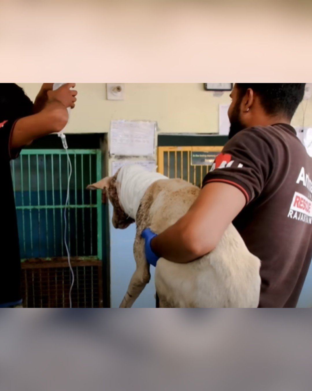 Rescuers gently carry the healing dog to a safe place