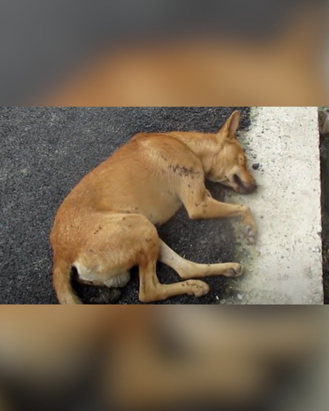 Unconscious dog found on roadside