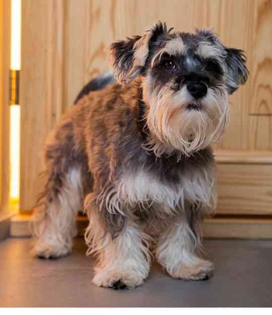 dog outside of bedroom