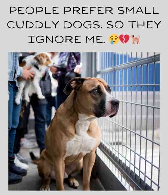big dog ignored at shelter