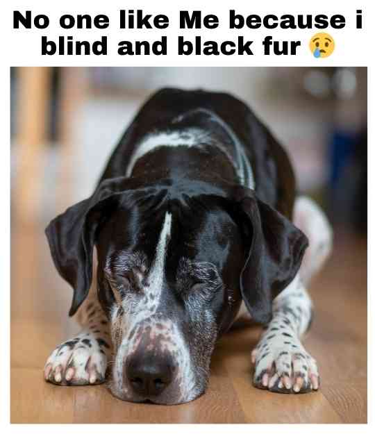 blind and black fur dog