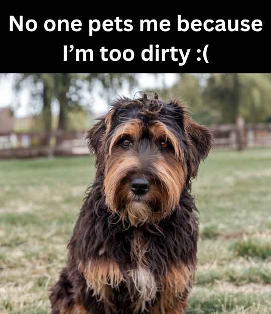 dirty dog