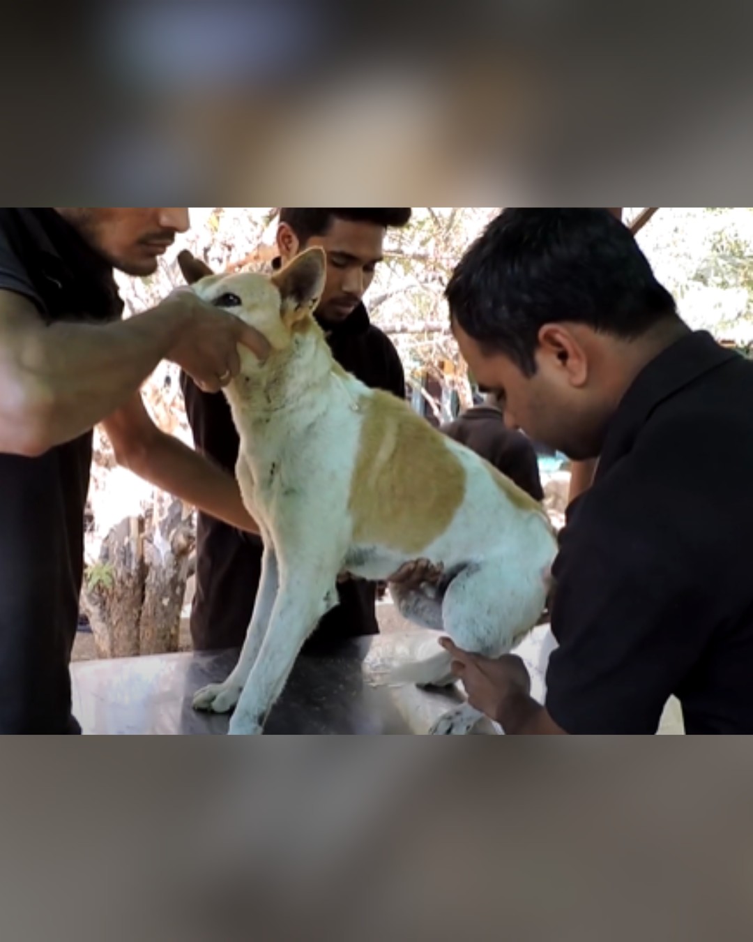 dog being checked by veterinarians