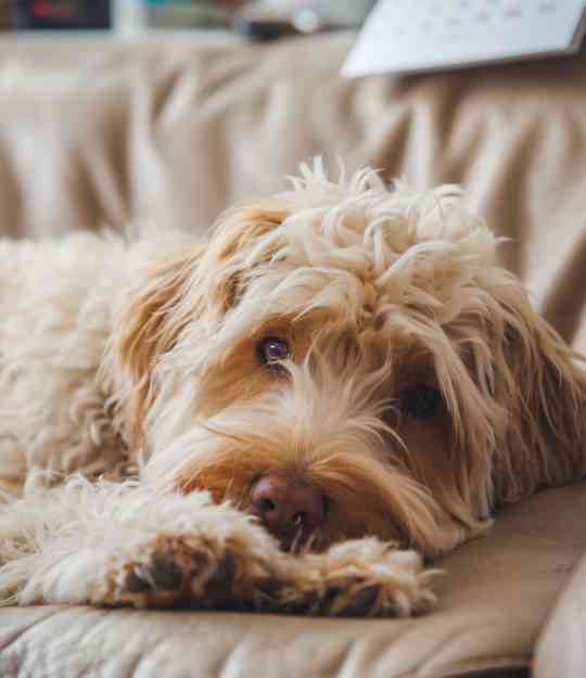 dog close up on sofa