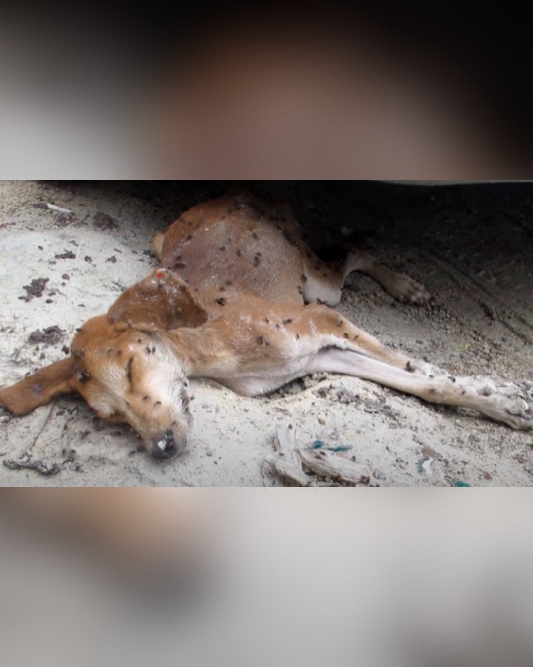 dog covered in flies, lying on the ground