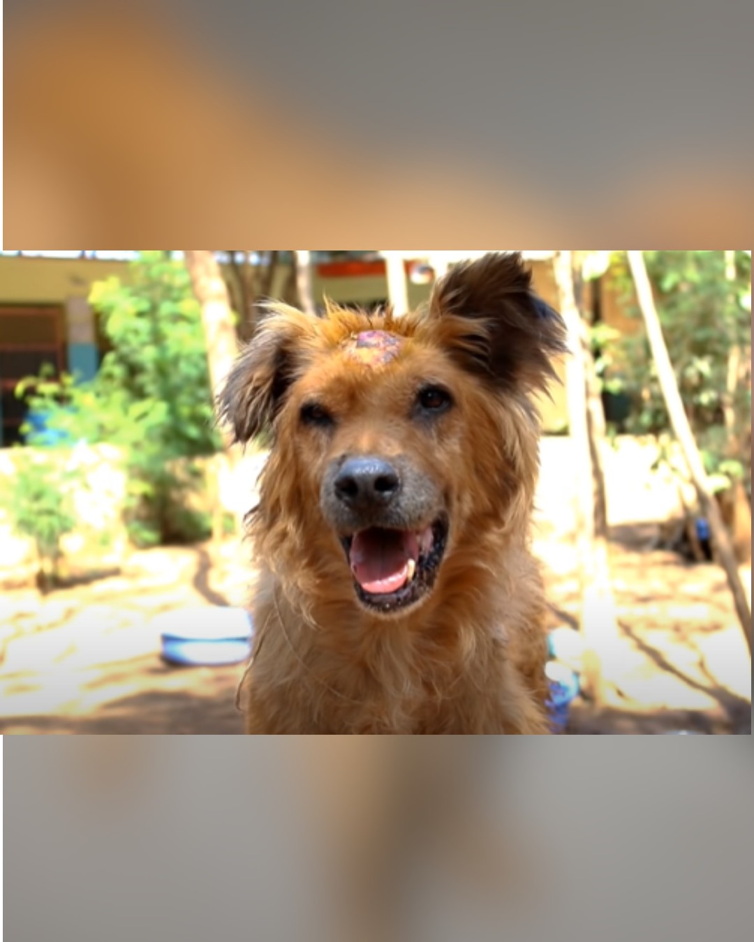 dog fully healed and smiling in the sunlight