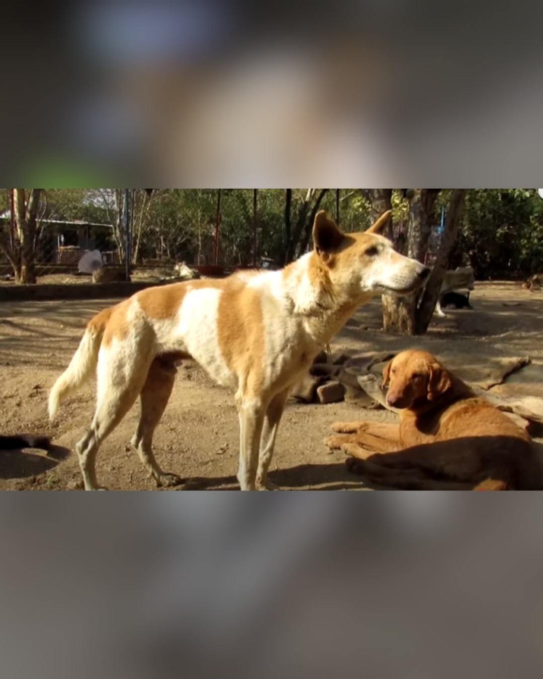 dog fully recovered and standing confidently