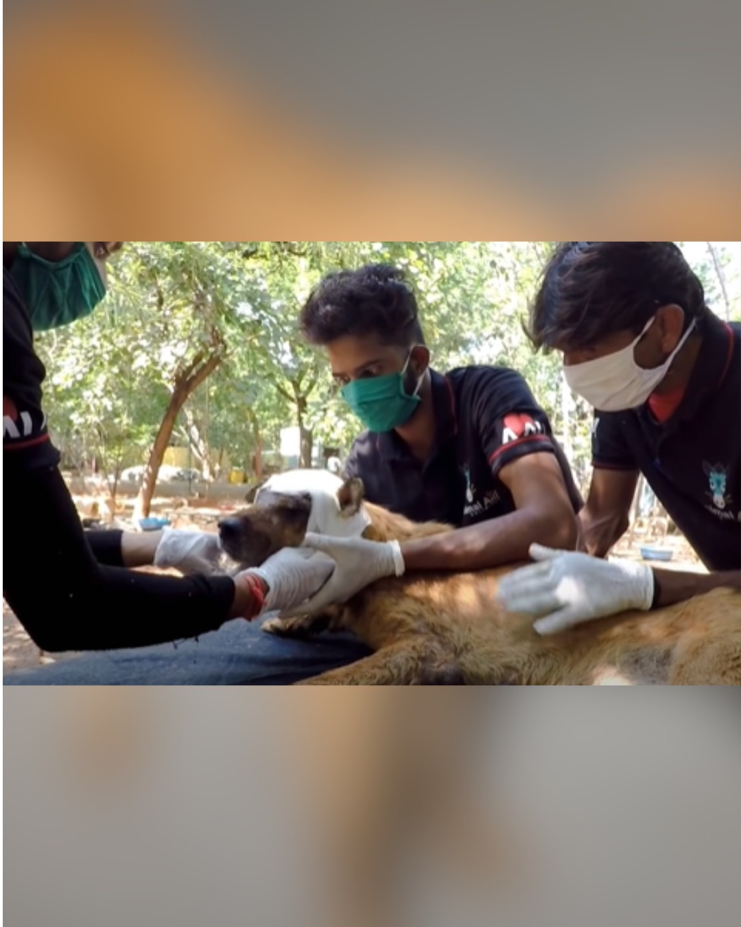dog getting head bandaged by rescuers