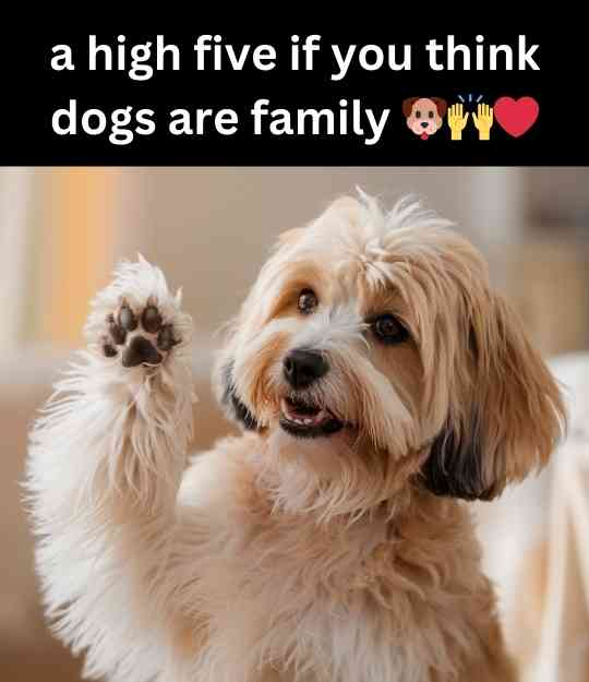 dog high five