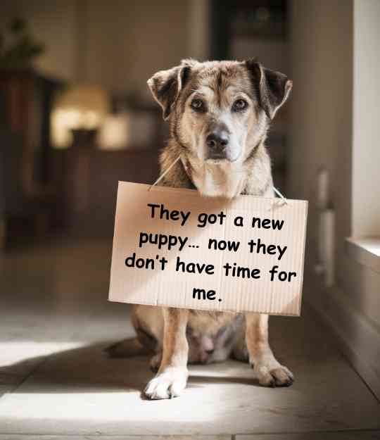 dog ignored because of new pet