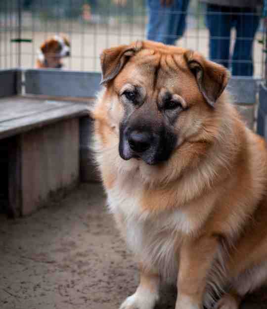 dog in a crate