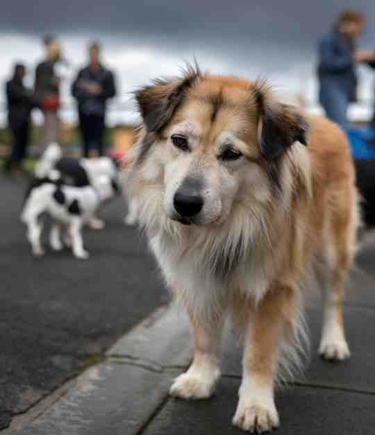dog in a park