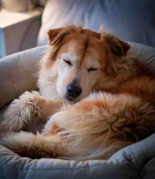 dog in dog bed