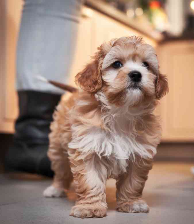 dog in living room surrounded by people