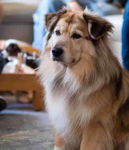 dog in living room