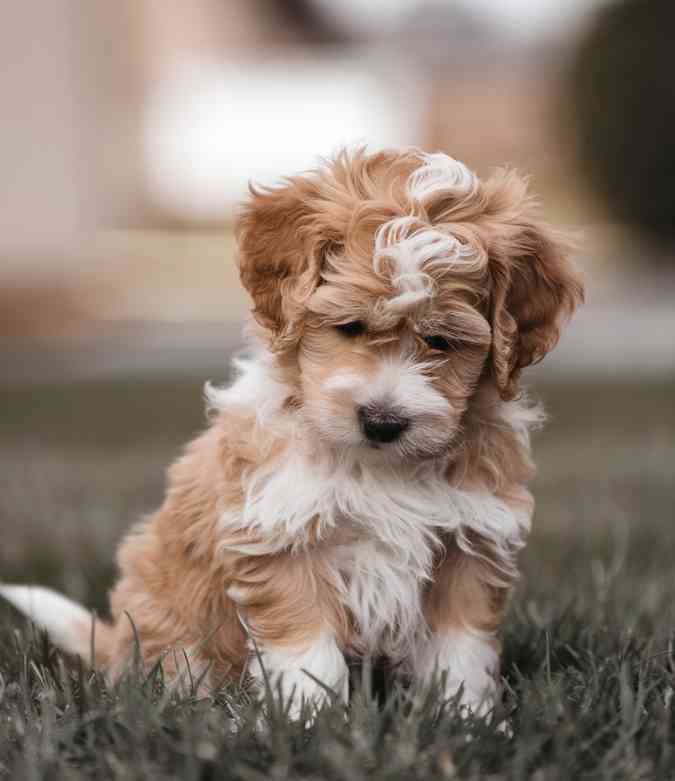 dog in the yard