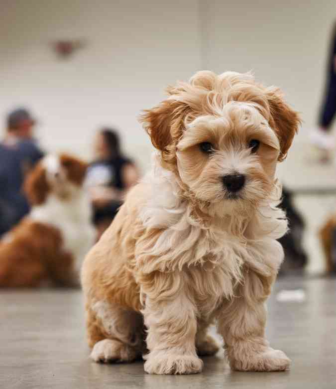 dog in training center