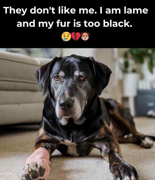 dog is lame and too black