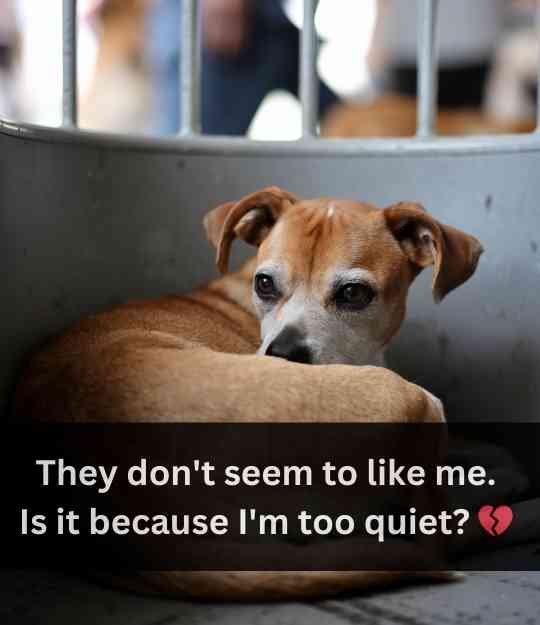 dog is too quiet