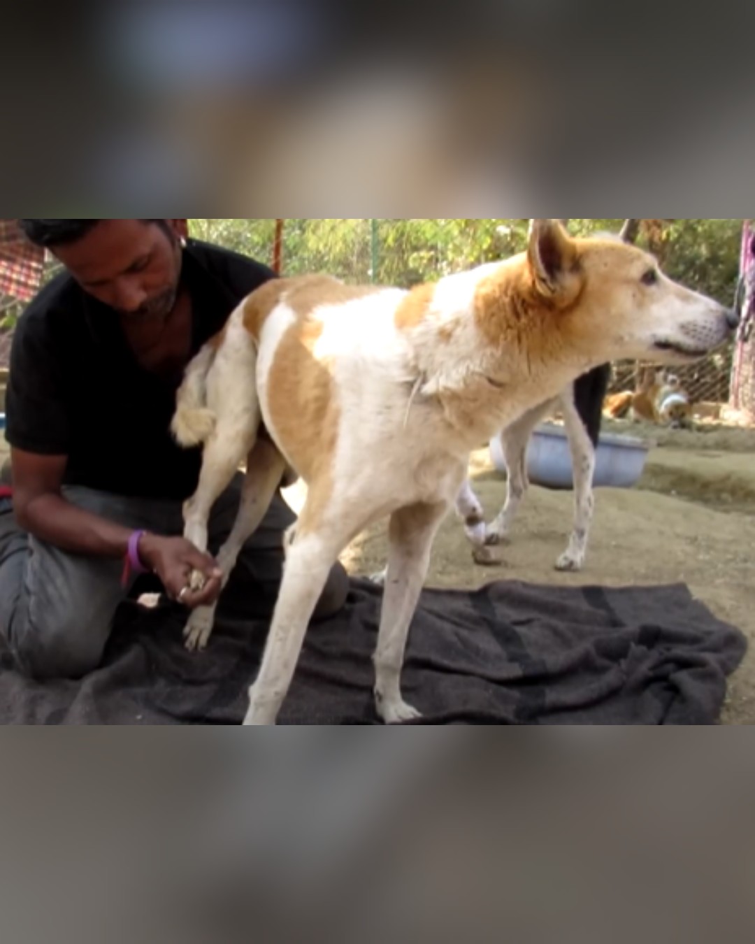 dog learning to stand with caregiver's help