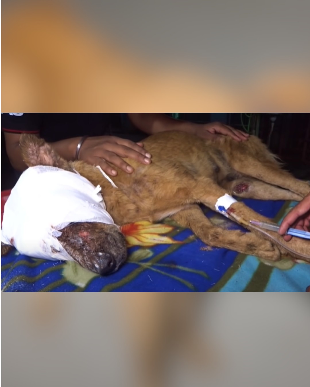 dog lying on table with bandaged head after treatment