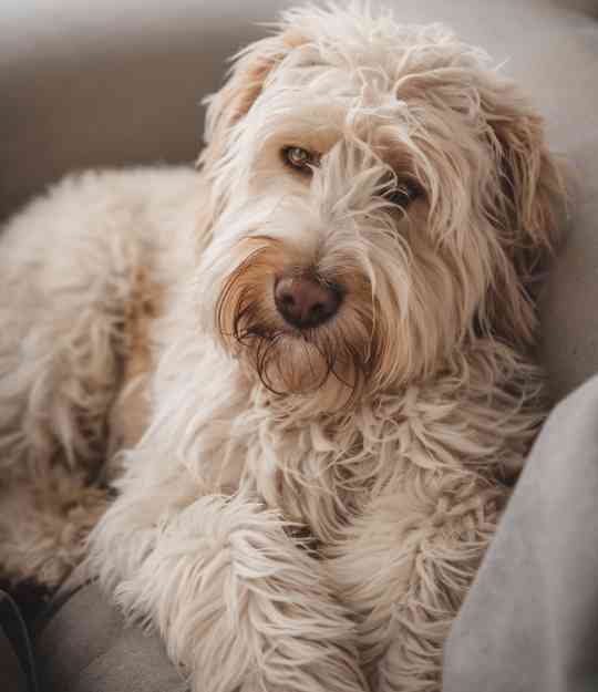 dog on the sofa