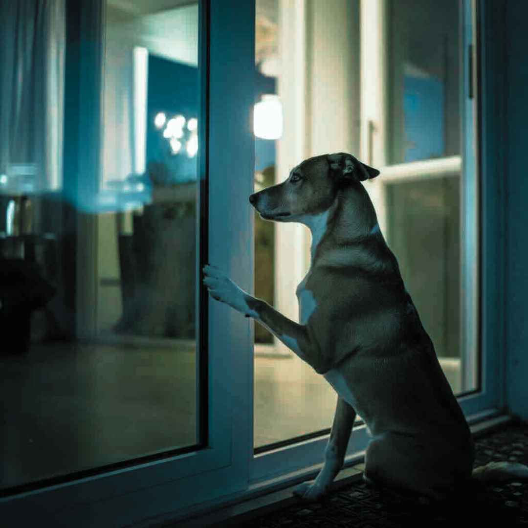 dog outside