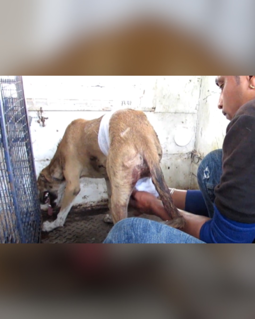 dog receiving wound care from rescuer