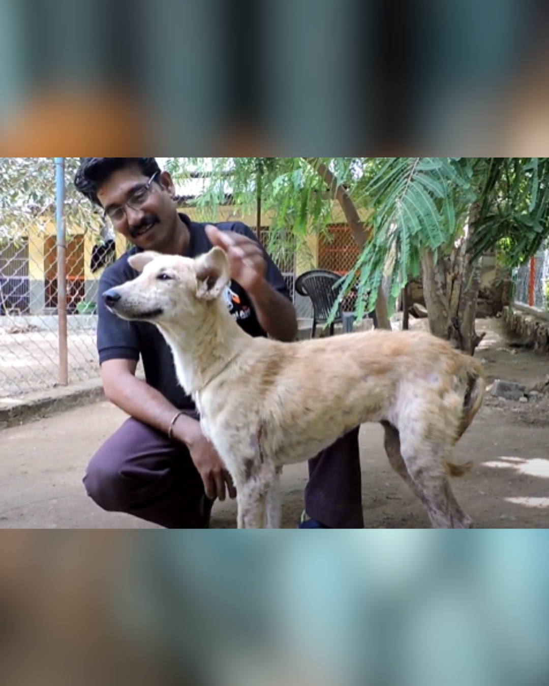 dog standing happily after recovery