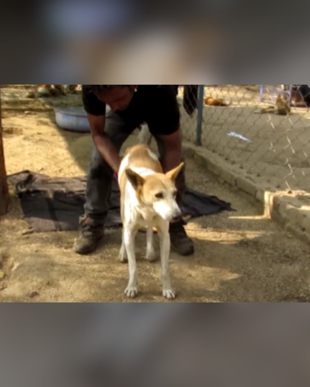 dog standing with support for the first time