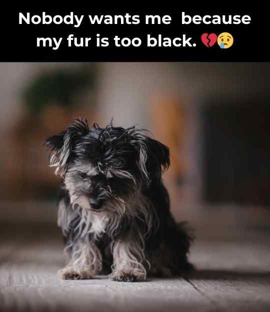 dog too black fur
