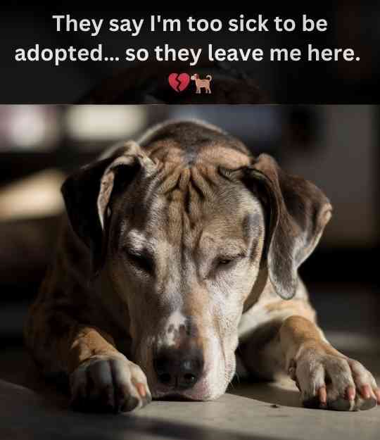 dog too sick