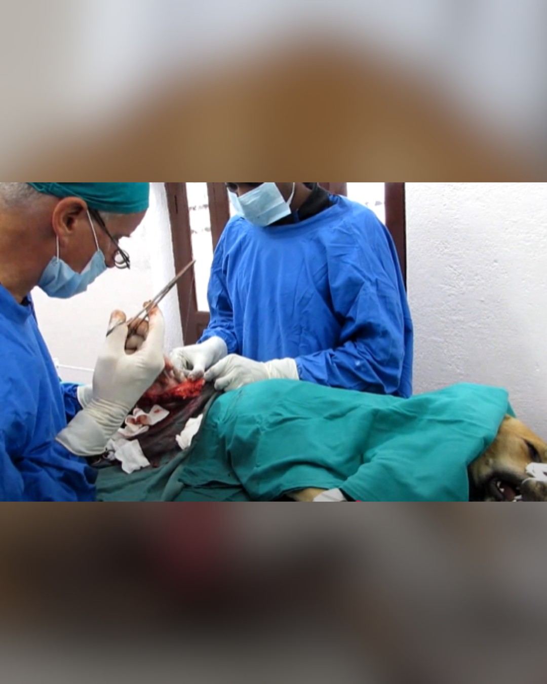 dog undergoing leg amputation surgery